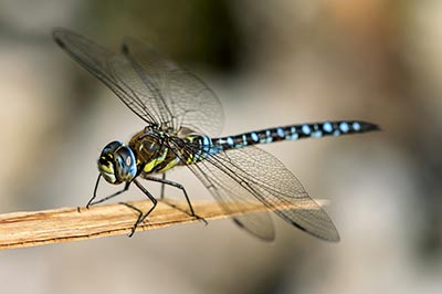 ITW François Lasserre sur les insectes