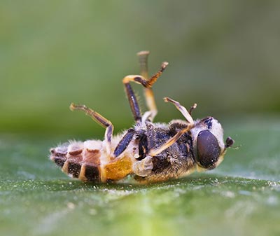 ITW François Lasserre sur les insectes