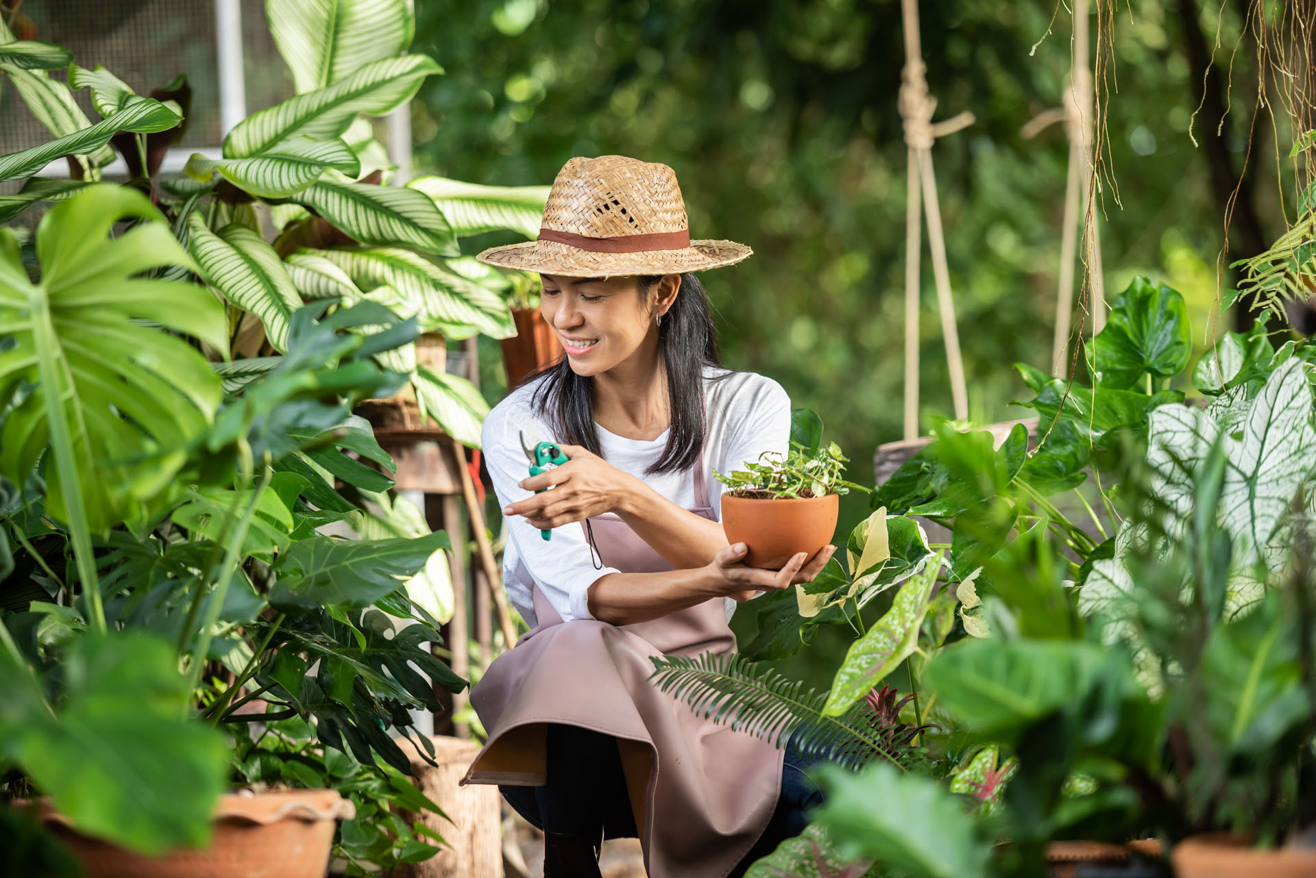 Des engrais naturels pour les plantes d'intérieur