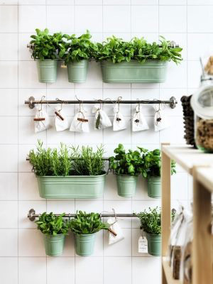 5 idées pour planter son potager d'intérieur