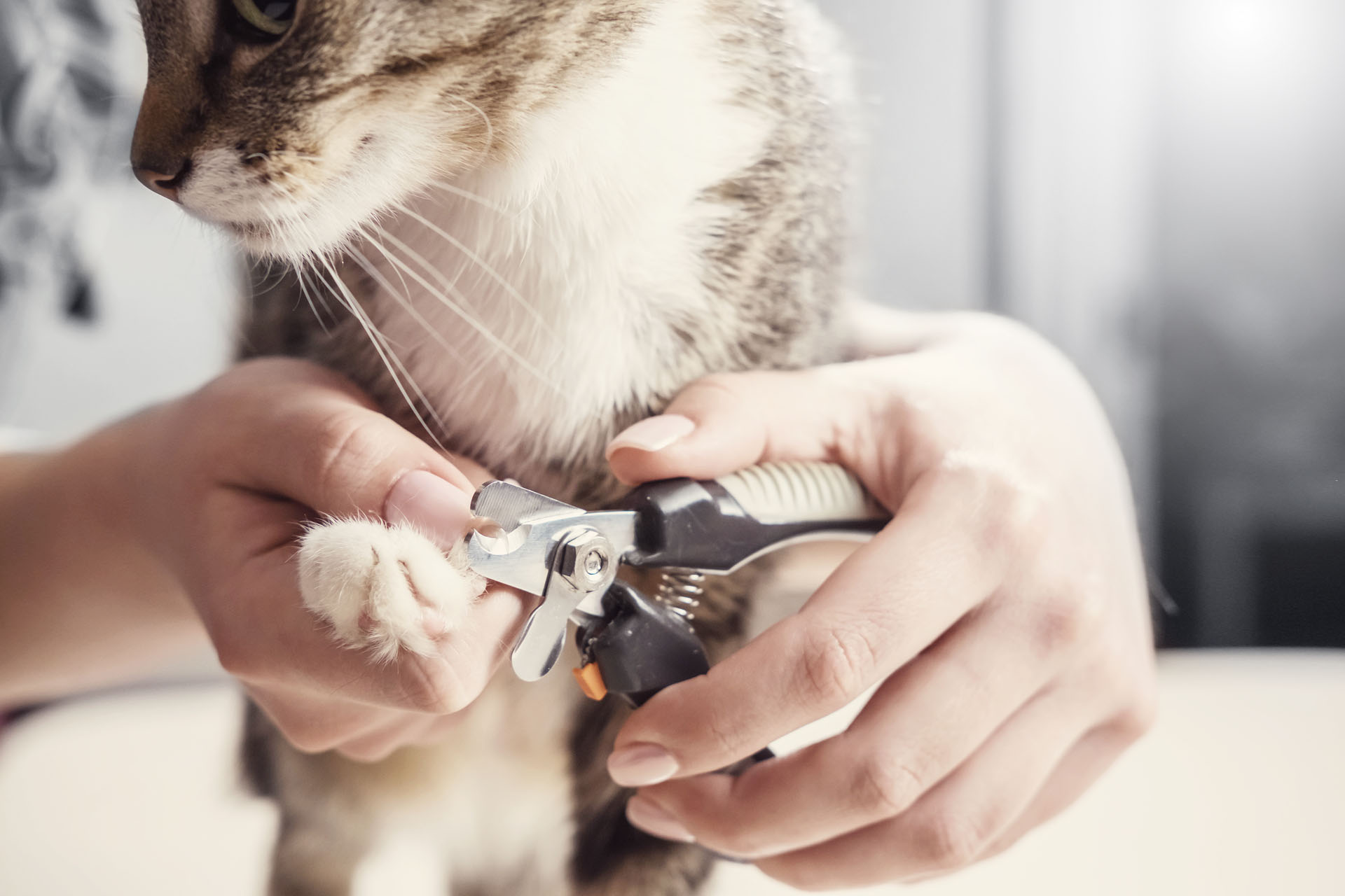 Comment Couper Les Griffes D Un Chat Ifsa Et Nature