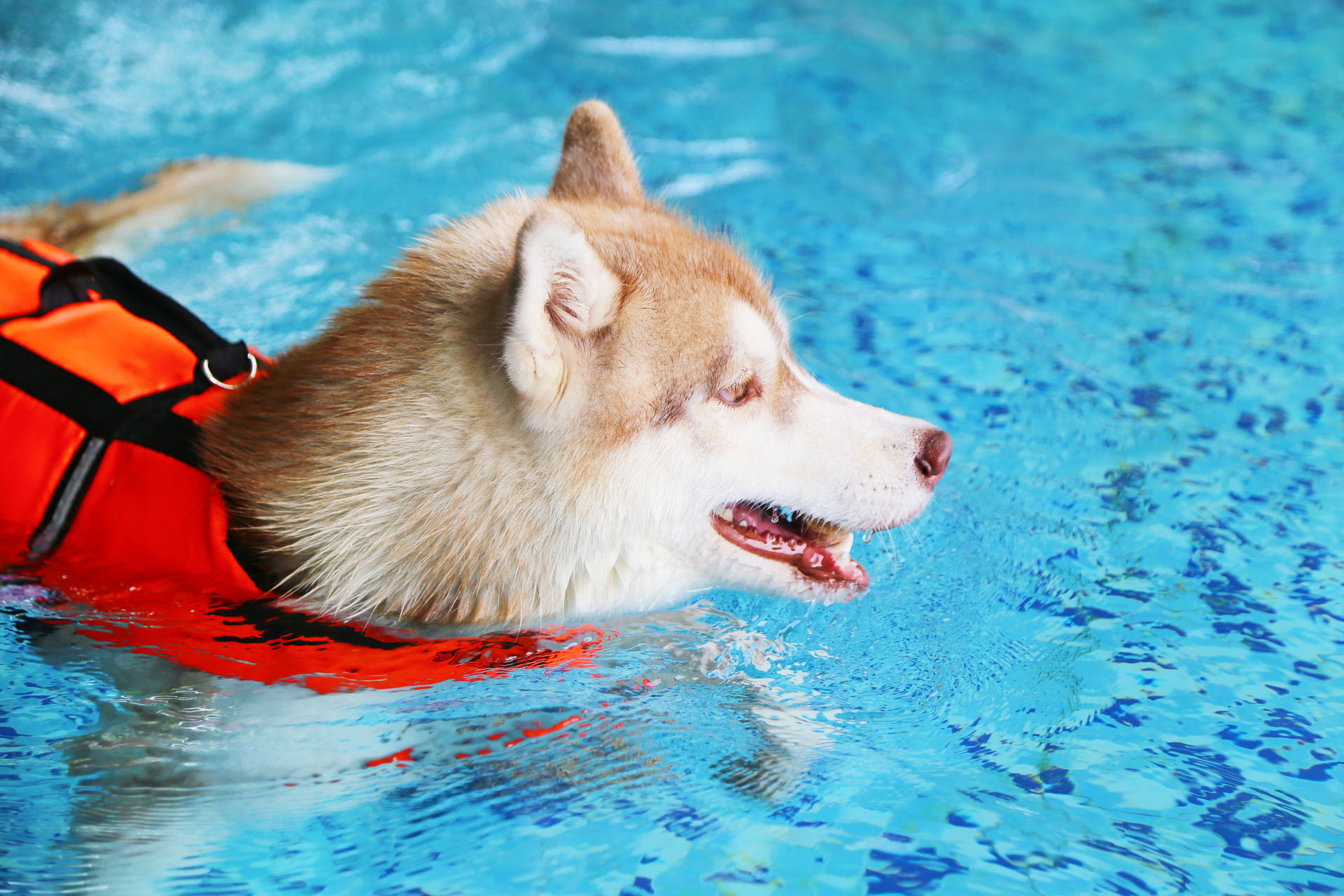 formation physiothérapie et reeducation fonctionnelle pour chien et chat