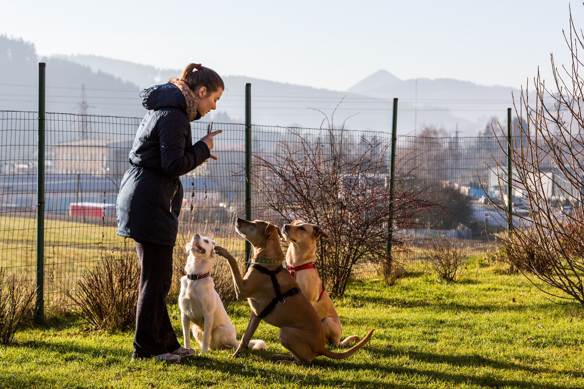 ITW Chloé - Éducateur canin