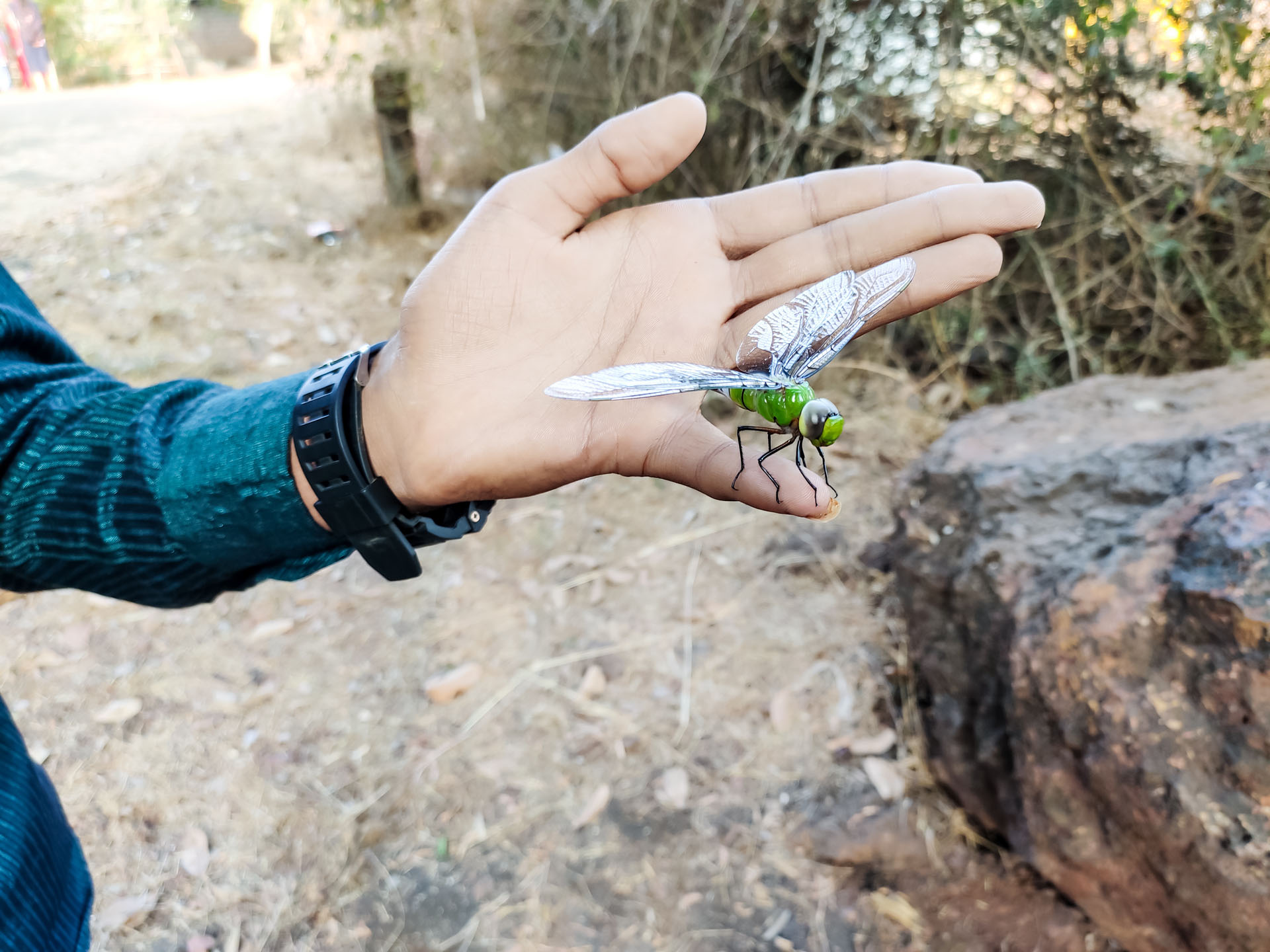 ITW François Lasserre sur les insectes