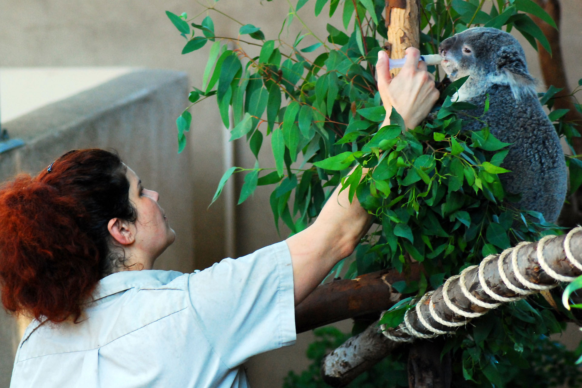 Devenir soigneur animalier / soigneuse animalière