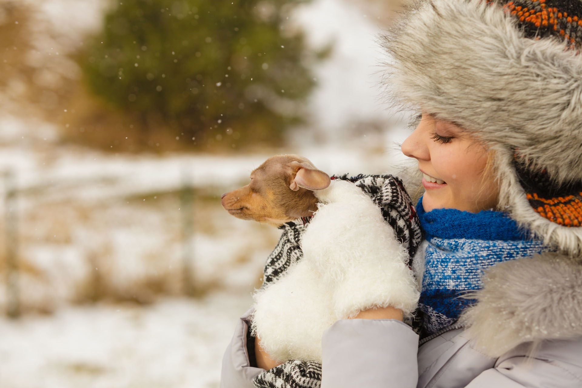 Couverture Chien : Protéger Votre Chien Du Froid