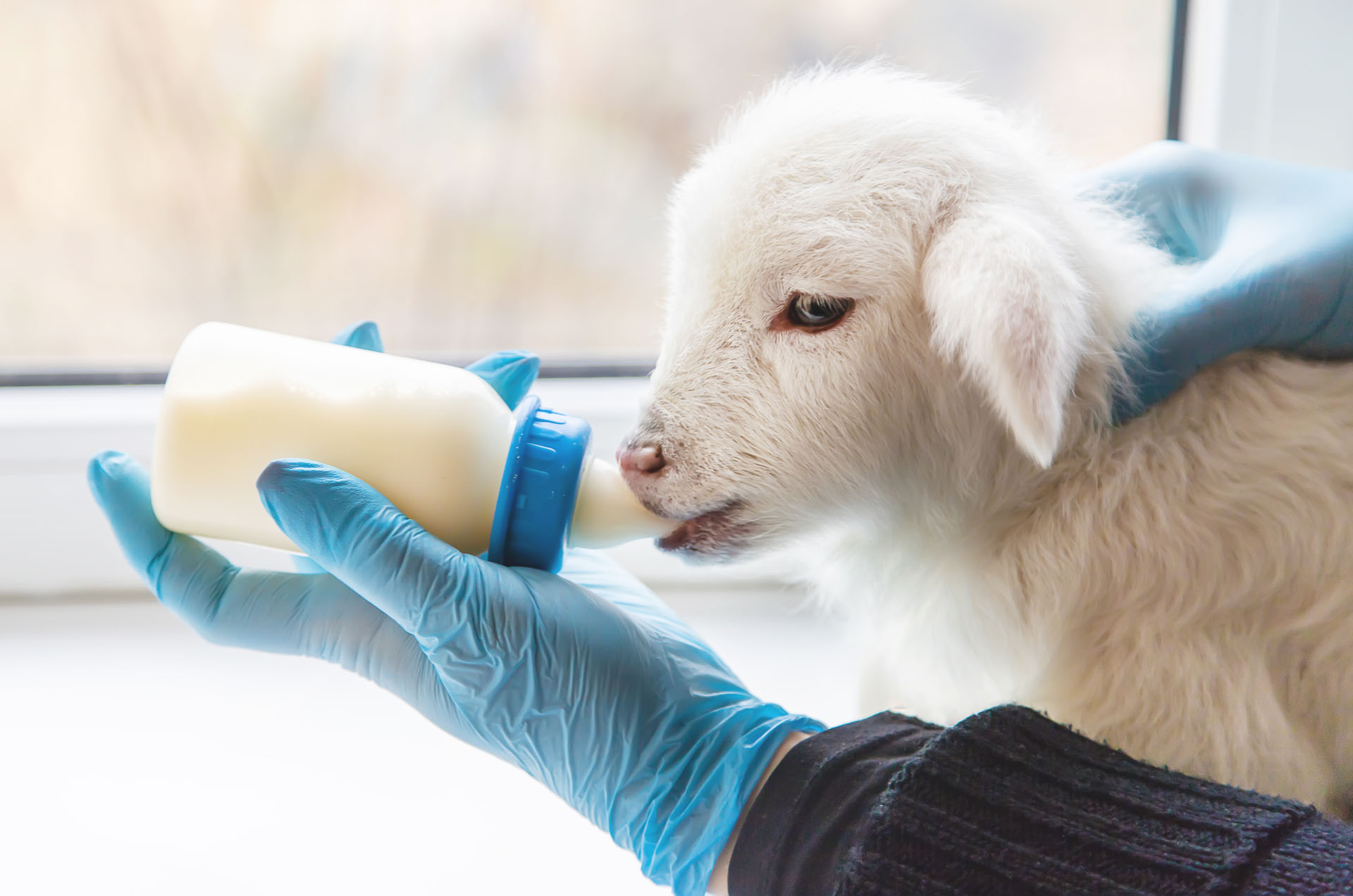 école soigneur animalier