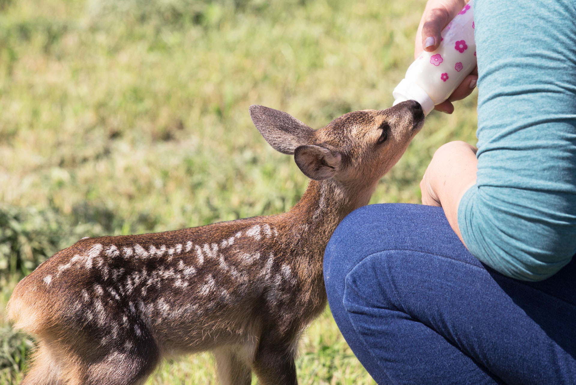 école soigneur animalier