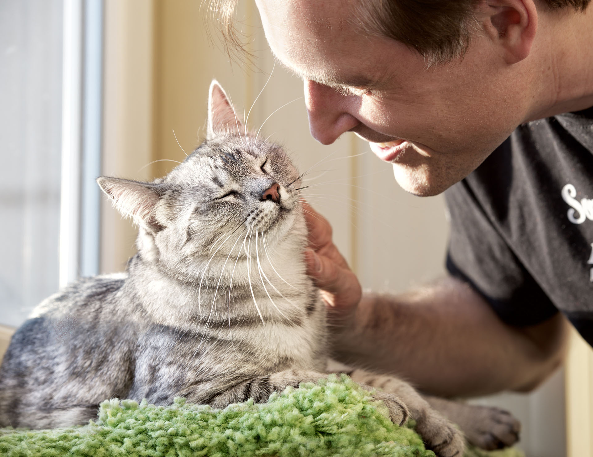 Comment Couper Les Griffes D Un Chat Ifsa Et Nature