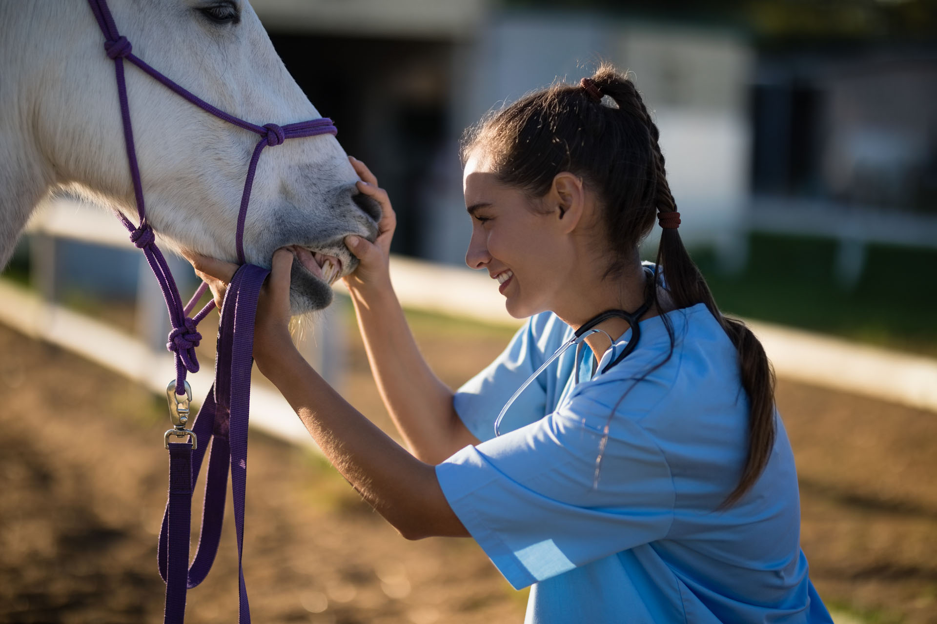 Equipement cheval au travail : matériel chevaux